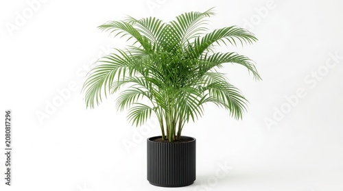Tropical palm plant in black pot indoors