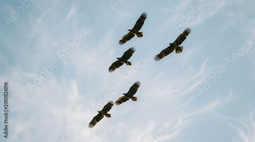 Flock of birds soaring in natural cloud sky wildlife photography