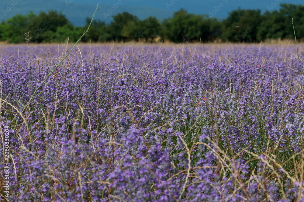 Obraz premium Lavender field