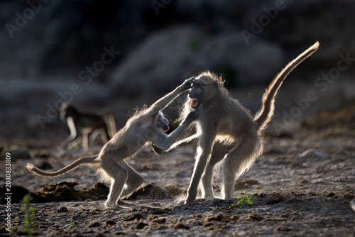Canvas Print Backlit baboons fighting and playing near the Chobe River