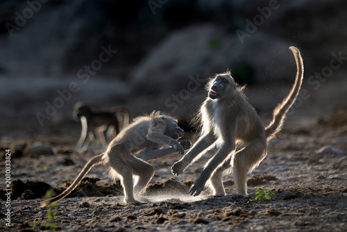 Photography Backlit baboons fighting and playing near the Chobe River