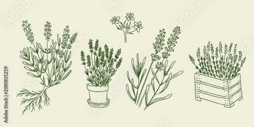 Hand-drawn illustration of various lavender plants, including sprigs, potted plants, and a wooden crate arrangement, showcasing their distinct shapes and features