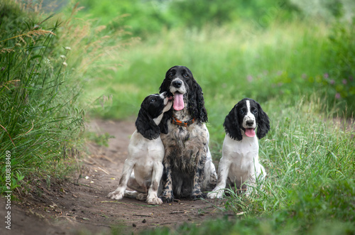 Group of dogs of the hunting spaniel breed sitting on the path between the grasses. Adult dog with puppies during a walk outside the city. Hunting dogs.