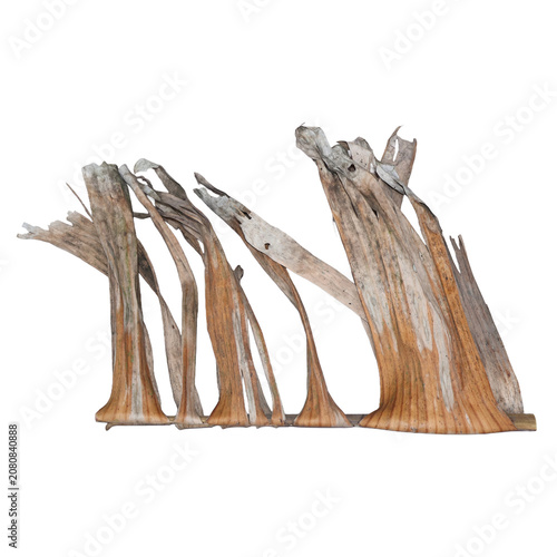 фотографія Dried Banana Leaf Fibers Abstract Form Natural Texture Organic Shape Isolated
