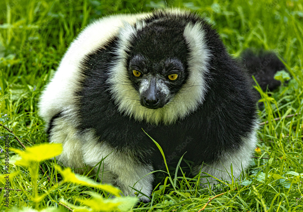 Obraz premium Black-and-white ruffed lemur (Varecia variegata) with distinctive fur pattern