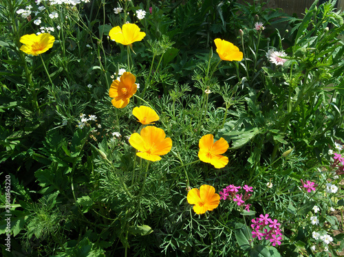 Vibrant yellow flowers blooming in a lush green garden  