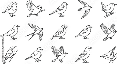 Schilderij op canvas Minimalist Songbird Black Line Icon Set Featuring Robin Bluebird Swallow Sparrow