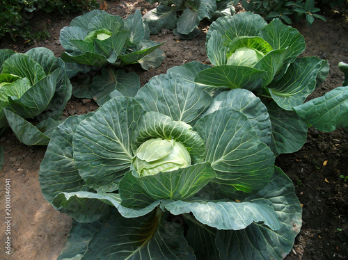 Fresh green cabbage heads growing in garden field outdoors  