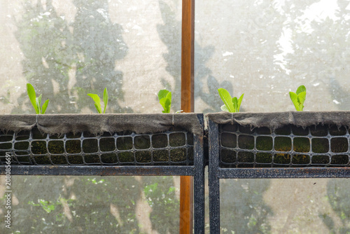 Bild auf Leinwand Fresh vegetable green color in garden on the soil growing,young salad, mini cos, green oak lettuce,lambs lettuce in a sunny bed in glasshouse or farm organic concept