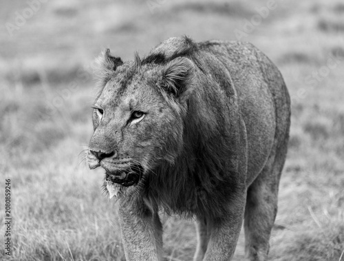 Foto Breathless Young Lion