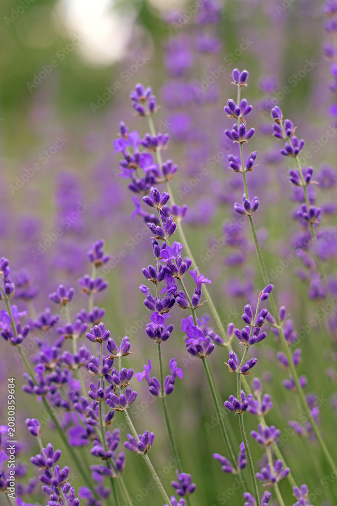 Obraz premium Close-up of lavender flowers blooming in a field