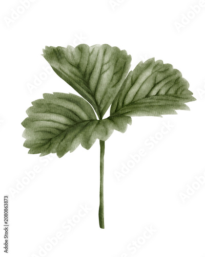 Hand painted watercolor strawberry leaves isolated. for botanical collections, garden designs, food packaging, organic branding, surface pattern design, stationery, invitations, and nature-themed 