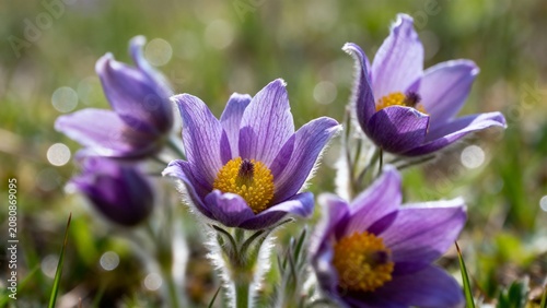 Beautiful purple pasqueflower blossoms with bright yellow centers growing in a meadow, macro photography with soft bokeh background