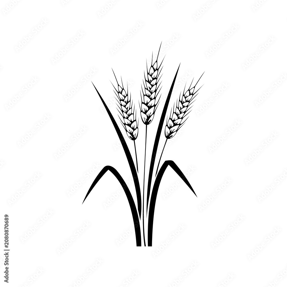Fototapeta premium wheat plant illustration