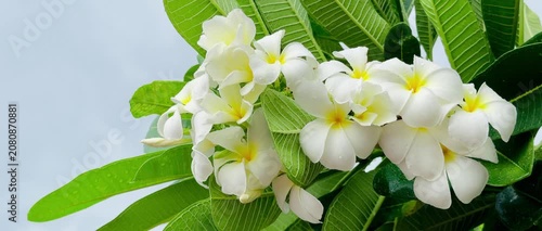 Close-up of blooming white frangipani (plumeria) flowers with fresh raindrops surrounded by lush green tropical foliage. Natural garden background, peaceful tropical floral scene.