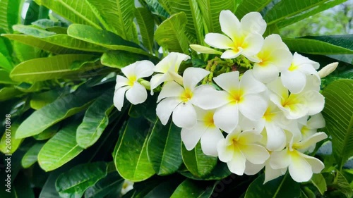 Close-up of blooming white frangipani (plumeria) flowers with fresh raindrops surrounded by lush green tropical foliage. Natural garden background, peaceful tropical floral scene.