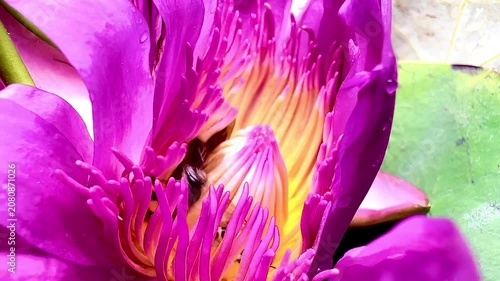 Macro close-up of honey bees collecting pollen inside a vibrant pink water lily blossom. Colorful aquatic flower with active pollinators in natural daylight.