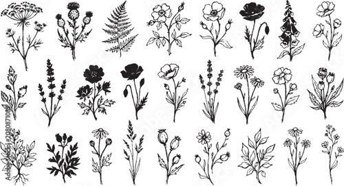 Obraz na plátně Set of hand drawn botanical illustrations including wildflowers thistles ferns r