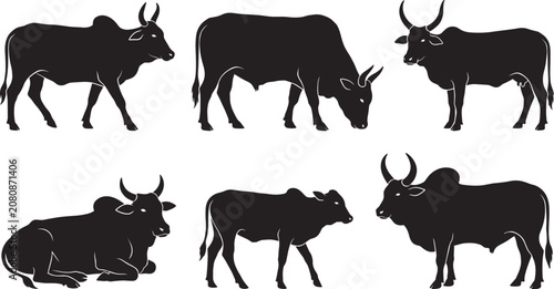 Foto Indian Zebu Cow and Bull Silhouette Vector Set with Various Poses Including Graz
