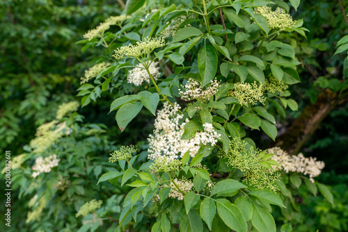 Fotografija White elderflower umbels bloom among dense green pinnate leaves on an elder shrub
