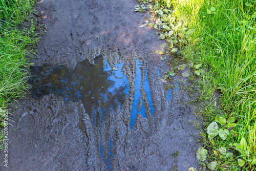 Cuadro en lienzo Rain puddle reflects blue sky and tree branches on a muddy path with tire marks, wet soil, grass, and roadside plants