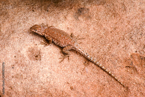 Desert Lizard Warming up on a Rock 