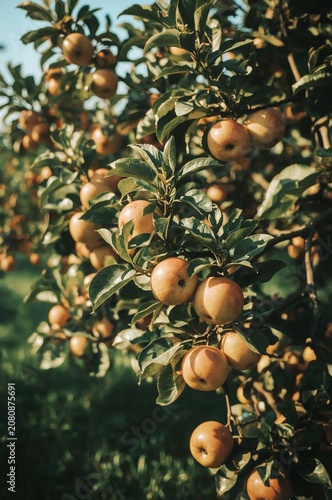 Orchard With Ripe Apples Hanging From Branches in Sunny Weather During Autumn...