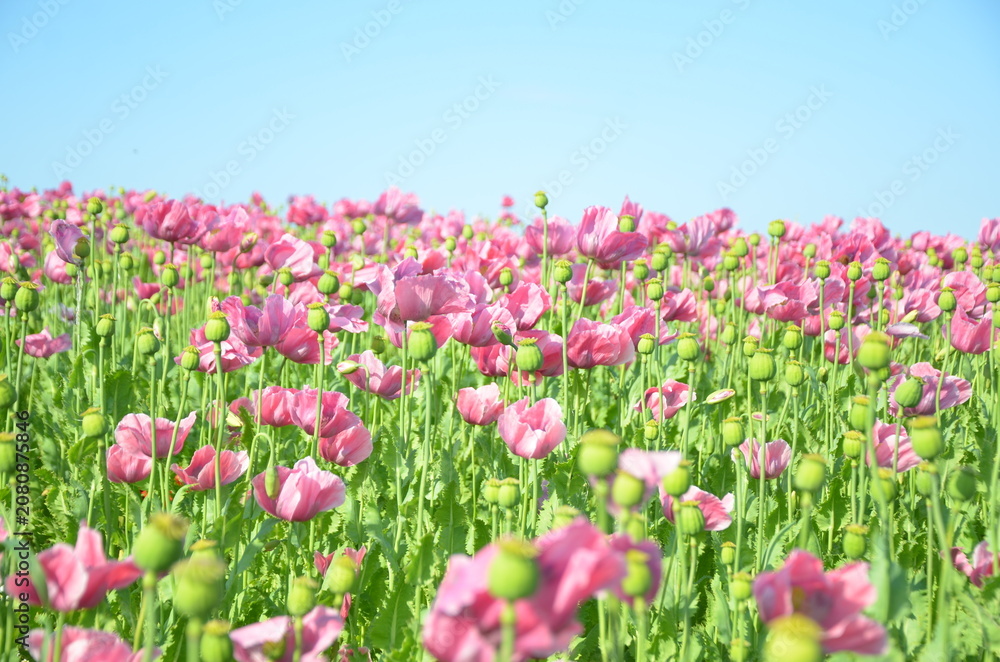 Obraz premium Blooming Field of Pink Poppies Under Blue Sky