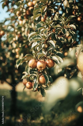 Apples Hanging on Trees in an Orchard During Autumn With Sunlight Shining Thr...