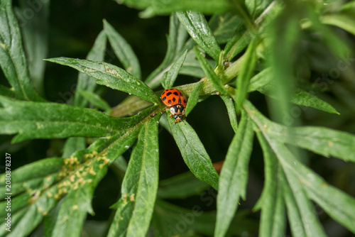 Detailed macro shot of a ladybug preying on aphids on plant leaves. Natural balance and plant protection. Macro shot of natural insect interaction: predatory ladybug on an infested plant.