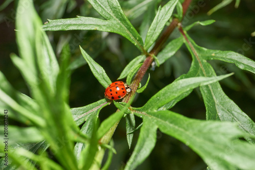 Detailed macro shot of a ladybug preying on aphids on plant leaves. Natural balance and plant protection. Macro shot of natural insect interaction: predatory ladybug on an infested plant.