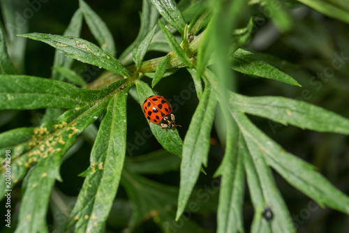 Detailed macro shot of a ladybug preying on aphids on plant leaves. Natural balance and plant protection. Macro shot of natural insect interaction: predatory ladybug on an infested plant.