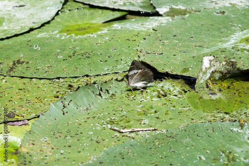 Tableau sur toile A white-edged blue baron (Euthalia phemius) butterfly on the lily pad
