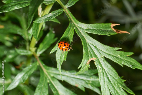 Detailed macro shot of a ladybug preying on aphids on plant leaves. Natural balance and plant protection. Macro shot of natural insect interaction: predatory ladybug on an infested plant.