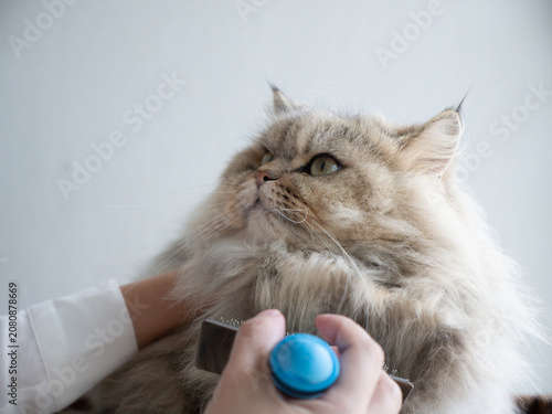 Close-up of an Asian owner brushing a fluffy Persian cat under its chin with a slicker brush indoors.
