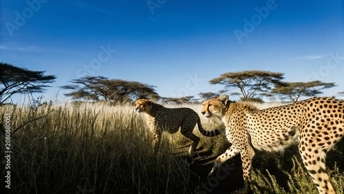 Close up of Cheetahs walking and running in its Natural Habitat , Masai Mara National Park, Kenya.
