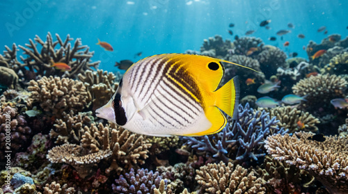 Canvastavla Close up of Cross Stripe Butterfly (Chaetodon auriga) undersea in Great Barrier Reef, Australia
