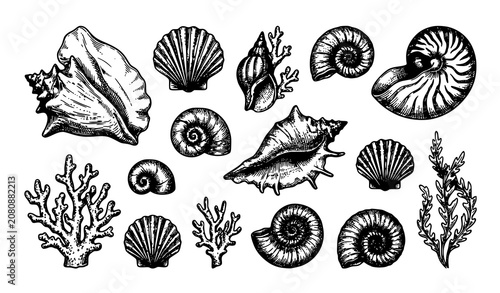 Vintage Marine Seashell Coral Nautilus Shell Ocean Life Hand Drawn Engraving Illustration Collection