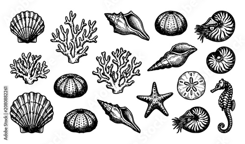 Hand Drawn Ocean Life Elements Collection with Seashells Coral Starfish Seahorse and Marine Objects