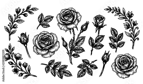 Hand Drawn Rose Flowers Leaves Botanical Floral Vintage Engraving Illustration Collection Isolated on White
