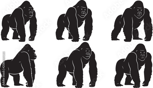 Realistic silverback gorilla walking poses high quality vector silhouette illustration set for eps.