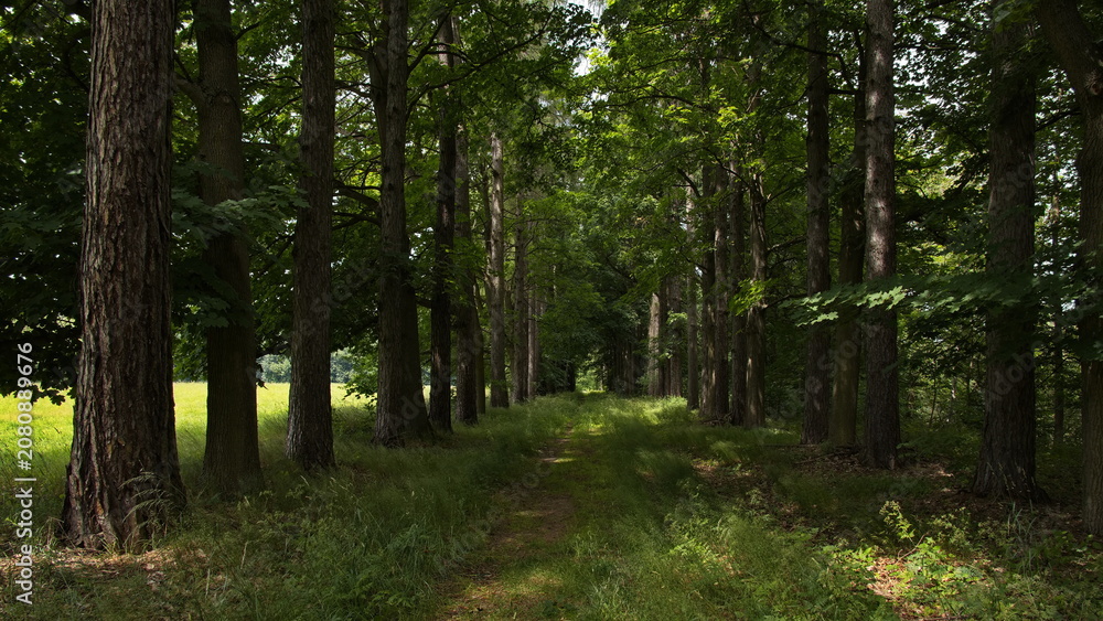 Obraz premium Larch alley in Mariz at Slavonice, South Bohemian Region, Czech Republic, Europe 