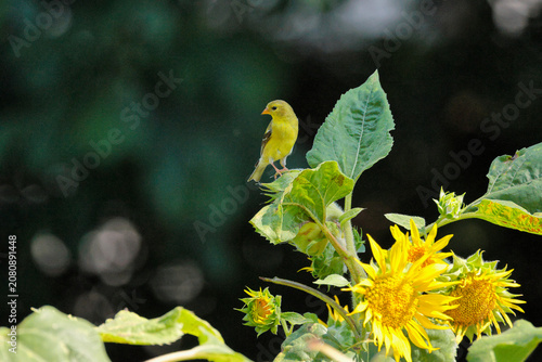Obraz na plátně Gold finch little yellow and black songbird perched high on sunflowers