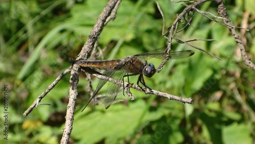 Obraz na plátně The scarce chaser dragonfly (Libellula fulva), mature female resting on a dry tw
