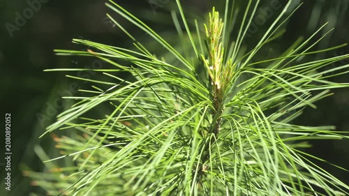 Close-up of vibrant green pine needles swaying gently. Sharp focus highlights fine textures and natural patterns. Background softly blurred to emphasize foreground detail