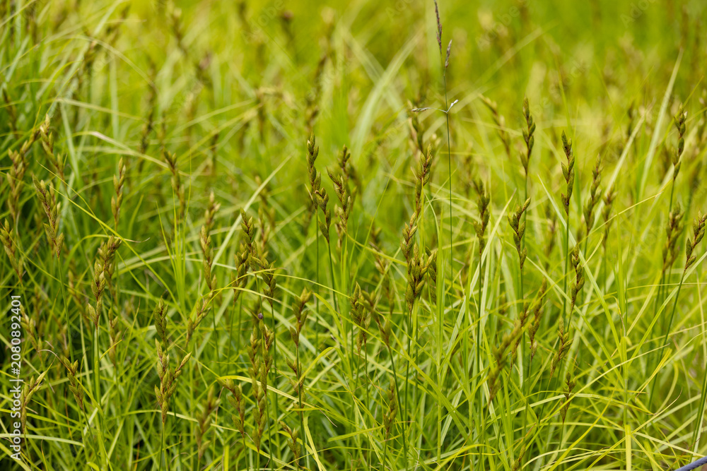 Fototapeta premium Carex muskingumensis is a species of sedge known by the common name Muskingum sedge. Natural green background