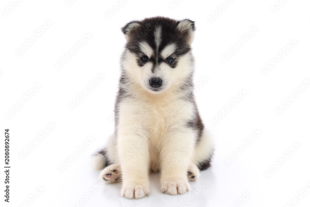 Obraz premium Adorable black and white Siberian Husky puppy sitting and looking straight at camera isolated on white background.