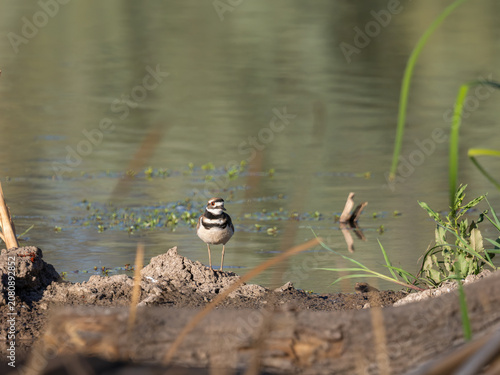 Killdeer on Shoreline in Arizona