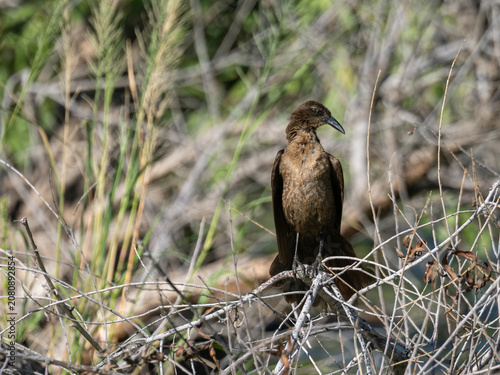 Portrait of a curve-billed thrasher