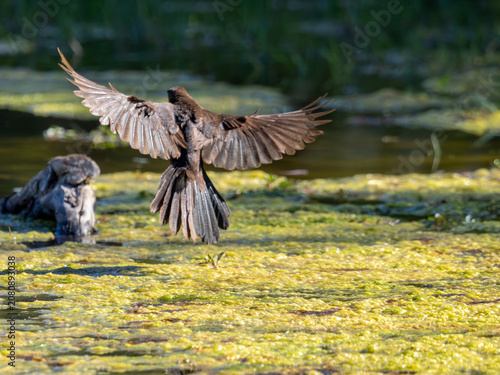 Curve-billed thrasher in flight